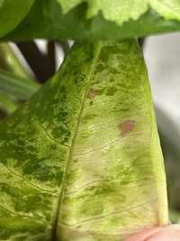 Syngonium confetti tricolor