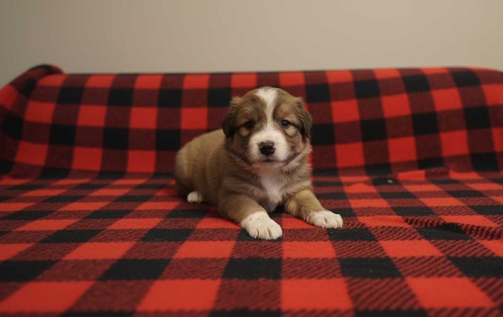 Topek - śliczny szczeniak z wysypiska śmieci prosi o dom