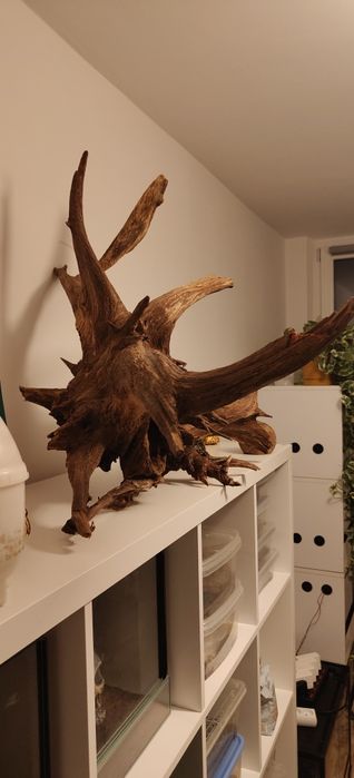 Korzeń XXL do akwarium lub terrarium
