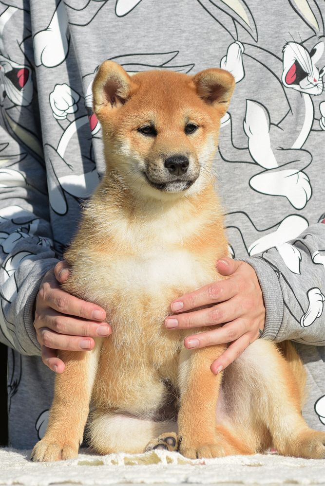 Маленький самурай шиба іну shiba сиба