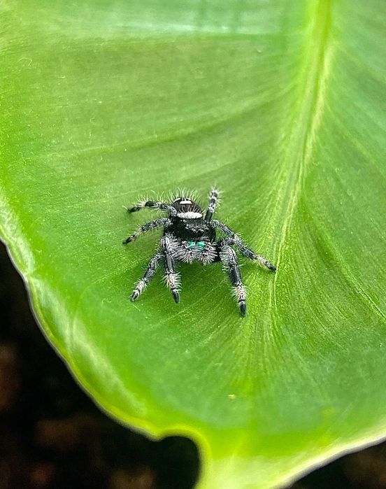 skakun królewski P.regius everglades samica l5/6
