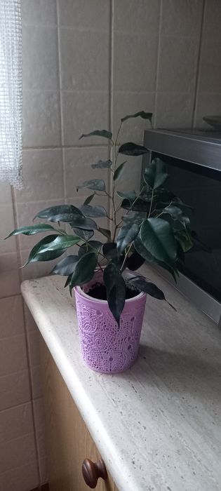 Сажанець Фікуса Бальжаміна