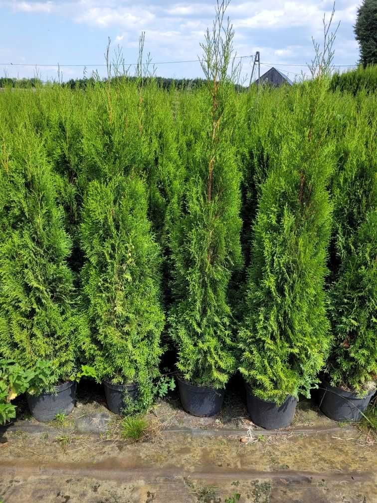 Tuja szmaragd  100-120cm w doniczce 7,5/10l