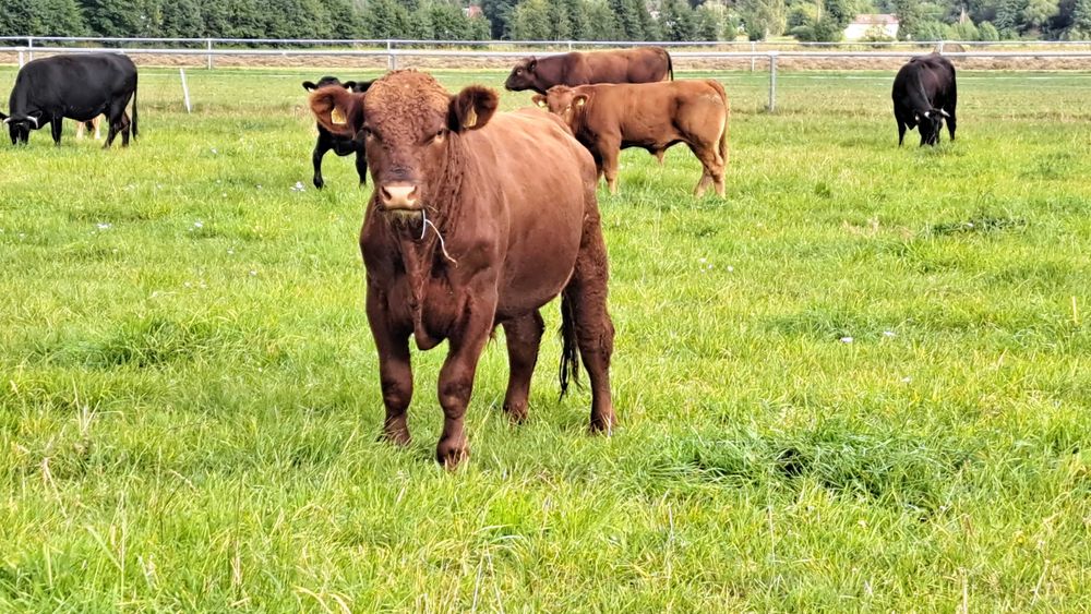 Buhaj Angus Czerwony Dofinansowanie ARIMR do końca listopada