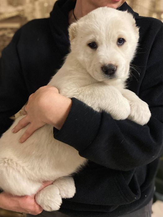 Цуценята середньоазіатської вівчарки ,  алабай, САВ