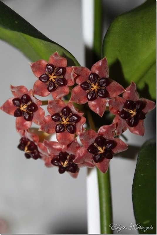 Hoya lobbii 'Black Lady'