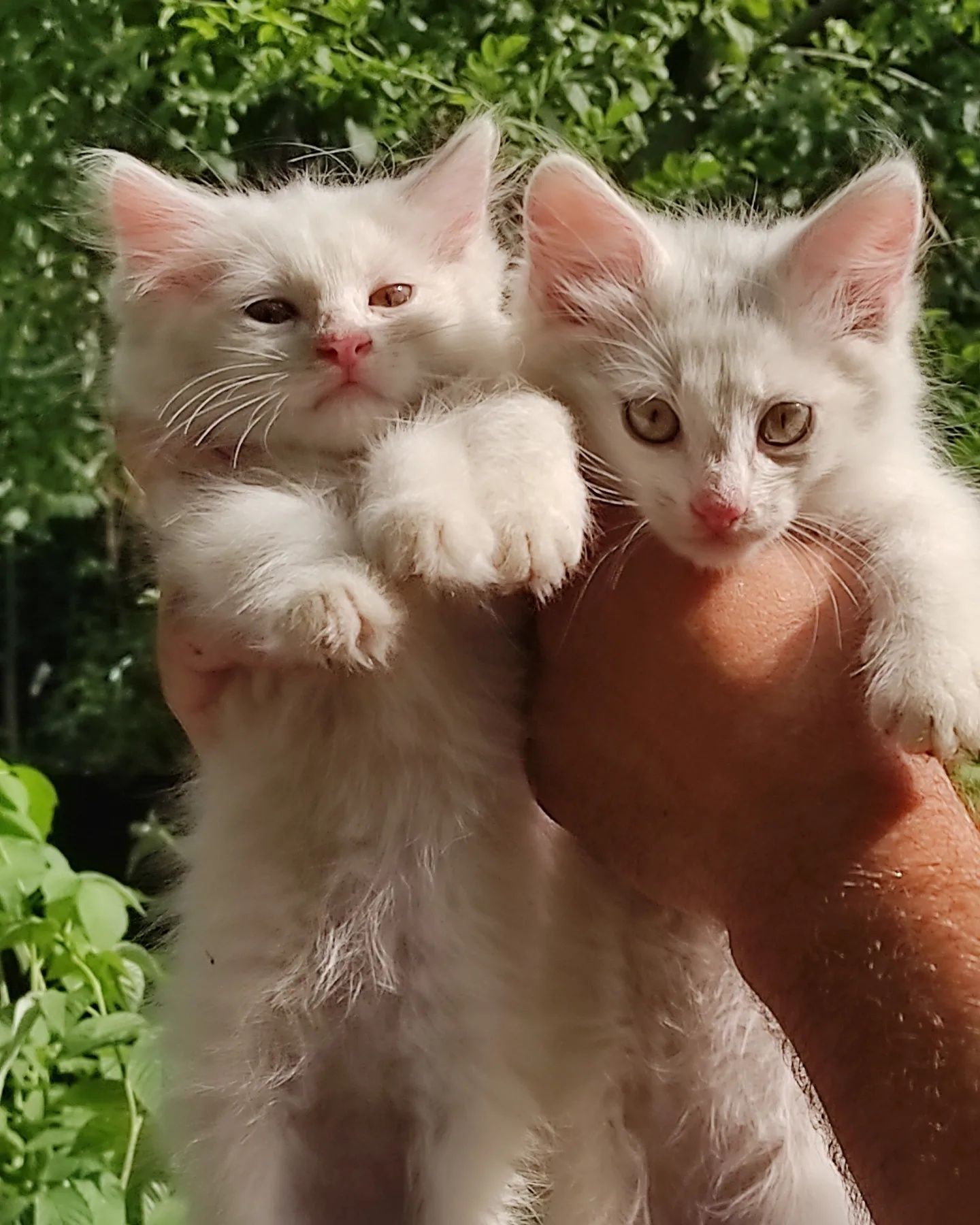 Коти і кошенята в дбайливі руки