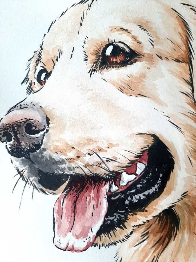 Golden retriever - portret psa, rysunek psa
