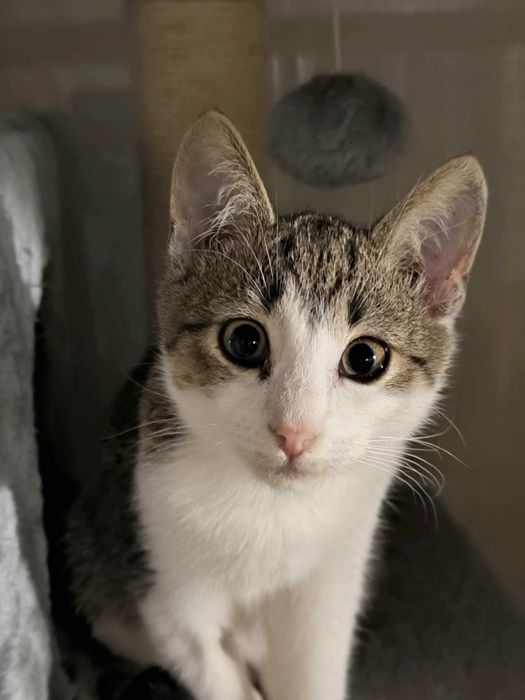 Kocurek słodziak szuka domu