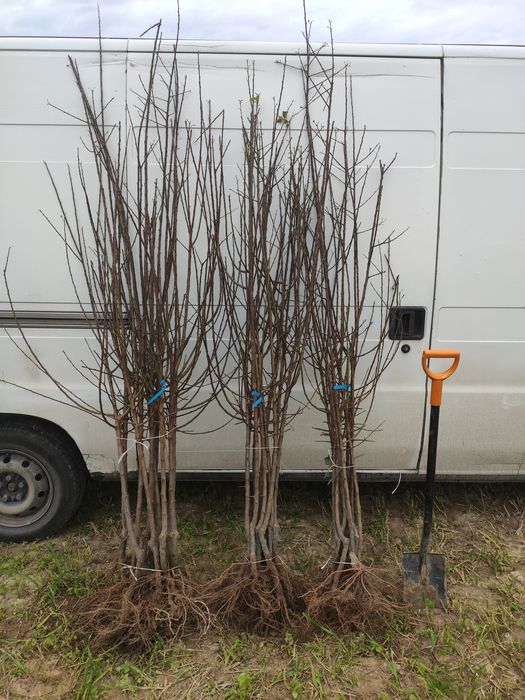 Drzewka Owocowe Producent Wysyłka