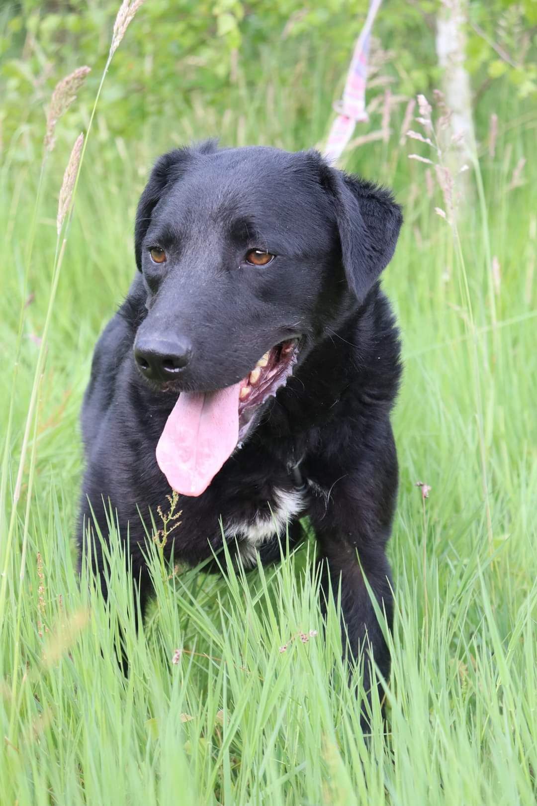 Pies do adopcji, schronisko strzelce, typ labrador