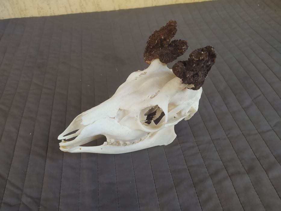 Parostki ciekawego myłkusa