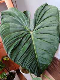 Philodendron glorious ogryzek