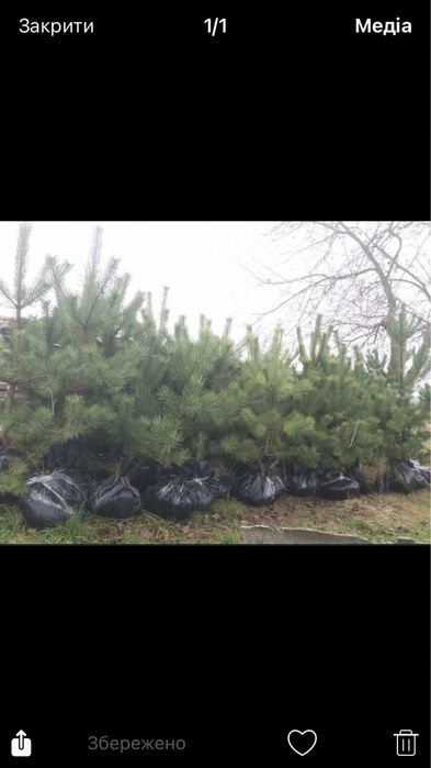 Саженцы Сосни, Сосна Кримская, саженцы декоративной Сосни.