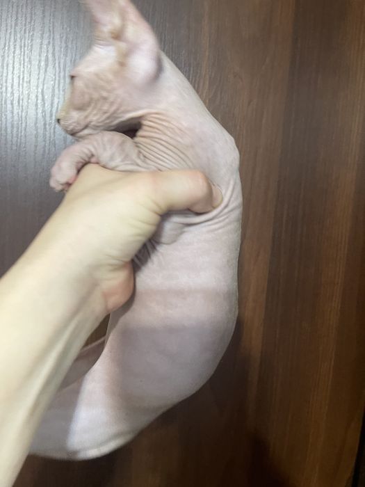 Канадський сфінкс хлопчик