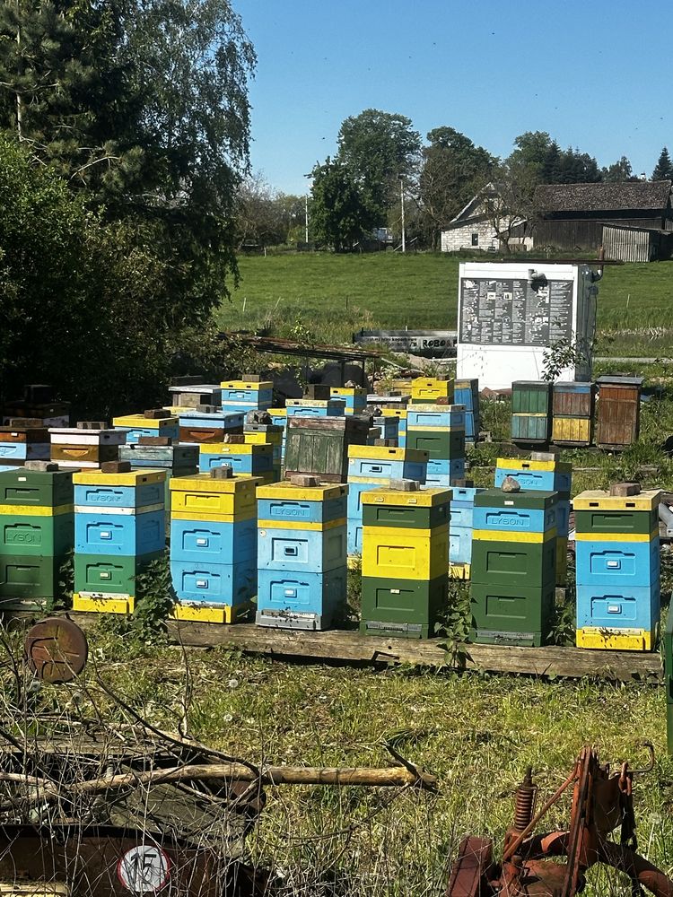 Pszczoły ule z pszczołami