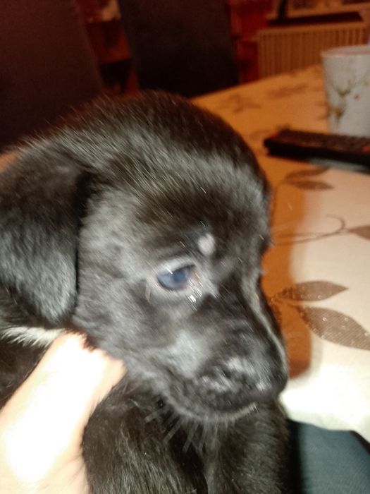 Oddam szczeniaki za darmo