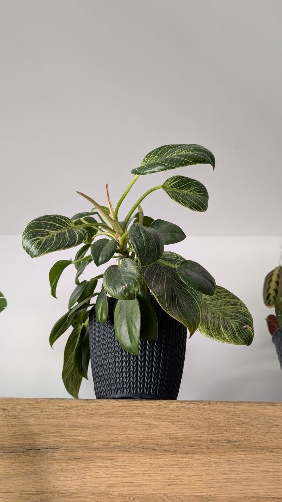 Filodendron birkin
