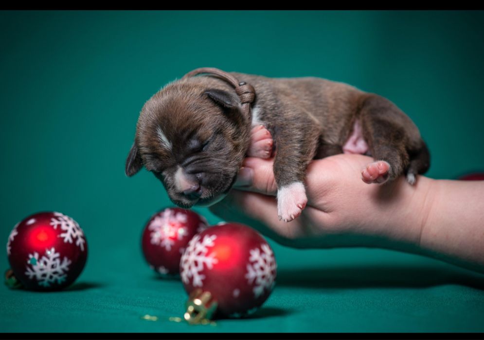 Елітний красень Амстафф Терʼєр - Чемпіонське походження !