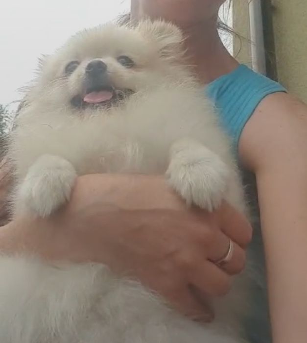 Szpic miniaturowy pomeranian zkwp FCI suczka kremowa