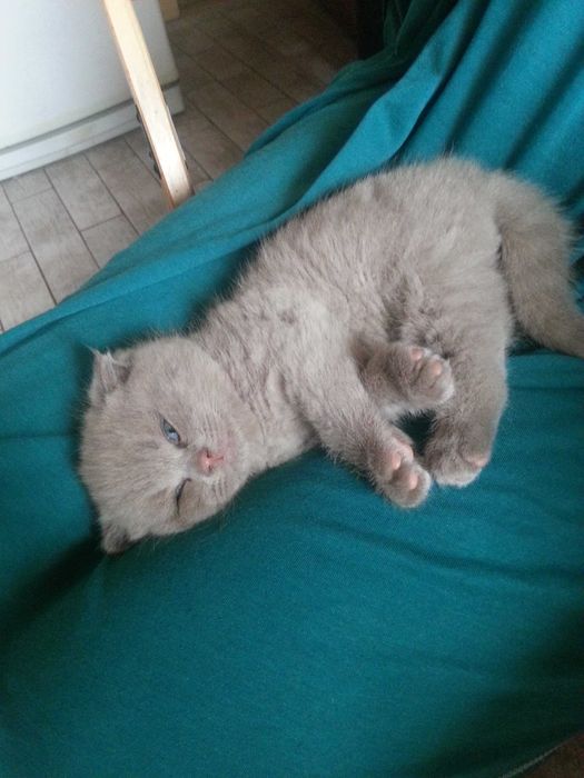 Шотландский прямоухий кот приглашает на вязку