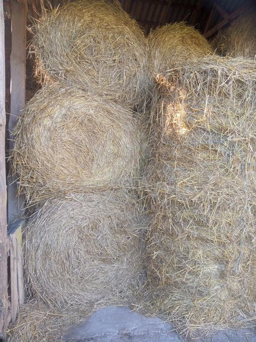 Sprzedam Słomę żytnią 85 zł za szt.