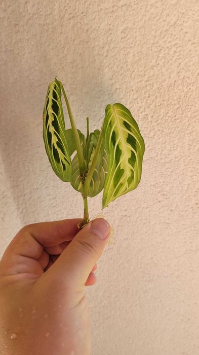 Maranta Lemon Lime