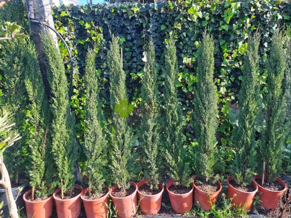 Ciprestes Italianos Semperviren e Totem