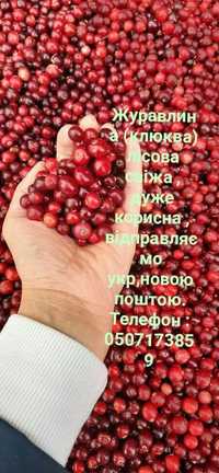 Продам домашню та лісову сушку,консервацію