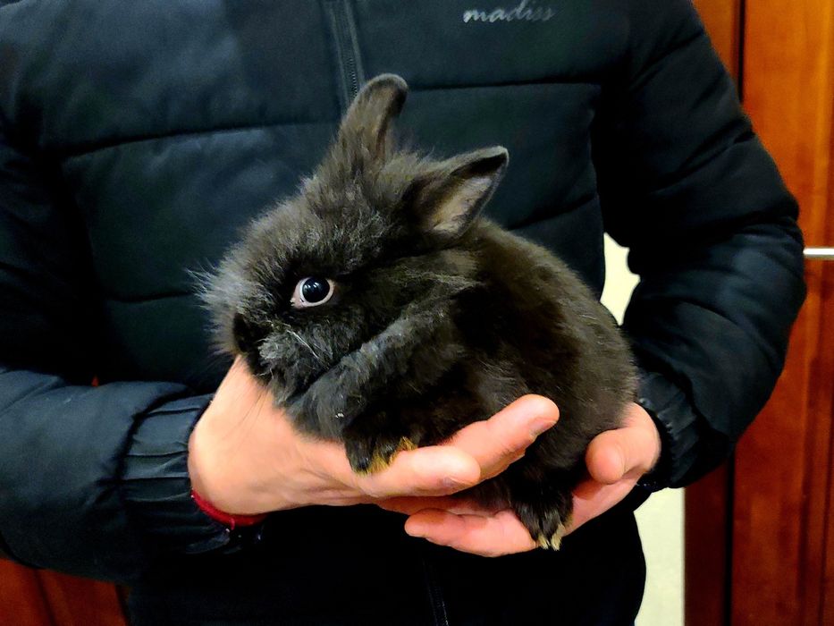 Декоративні кролики.