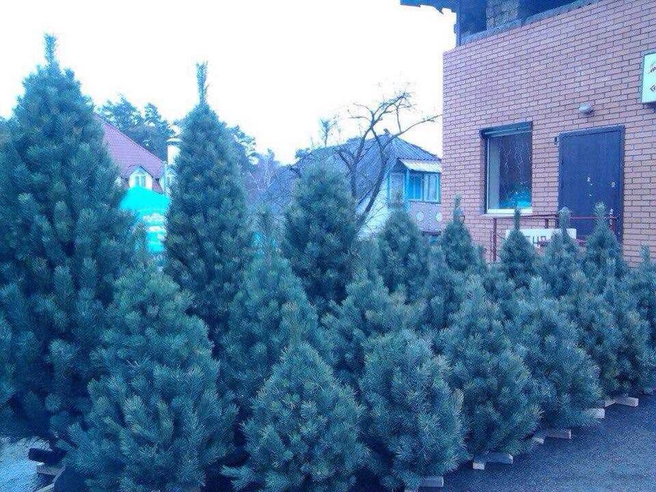 Ялинка набірна жива сосна (гостомель горенка буча ірпінь ворзель київ)