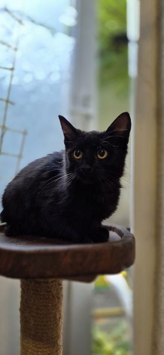 Отдам в добрые руки котят Одесса