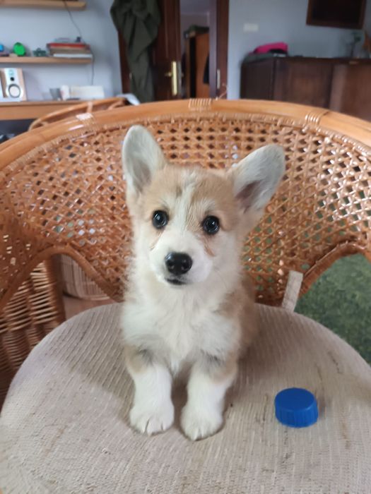 Welsh Corgi Pembroke fluffy