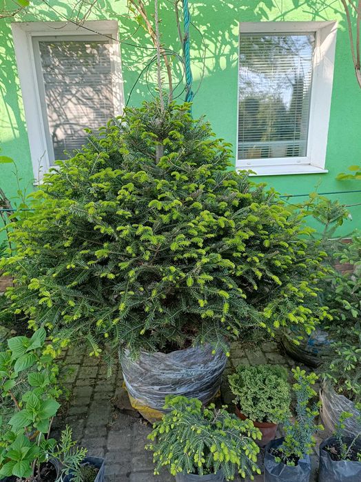 Ялиці -  бальзамічна, біла, інші,  м'яка хвоя від 1,0 до 2,5 метра