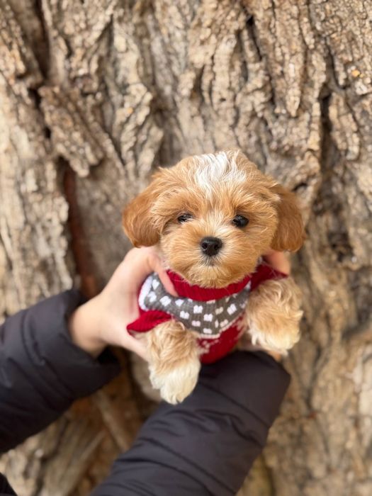 Карамельный мальчик Мальтипу Ф1