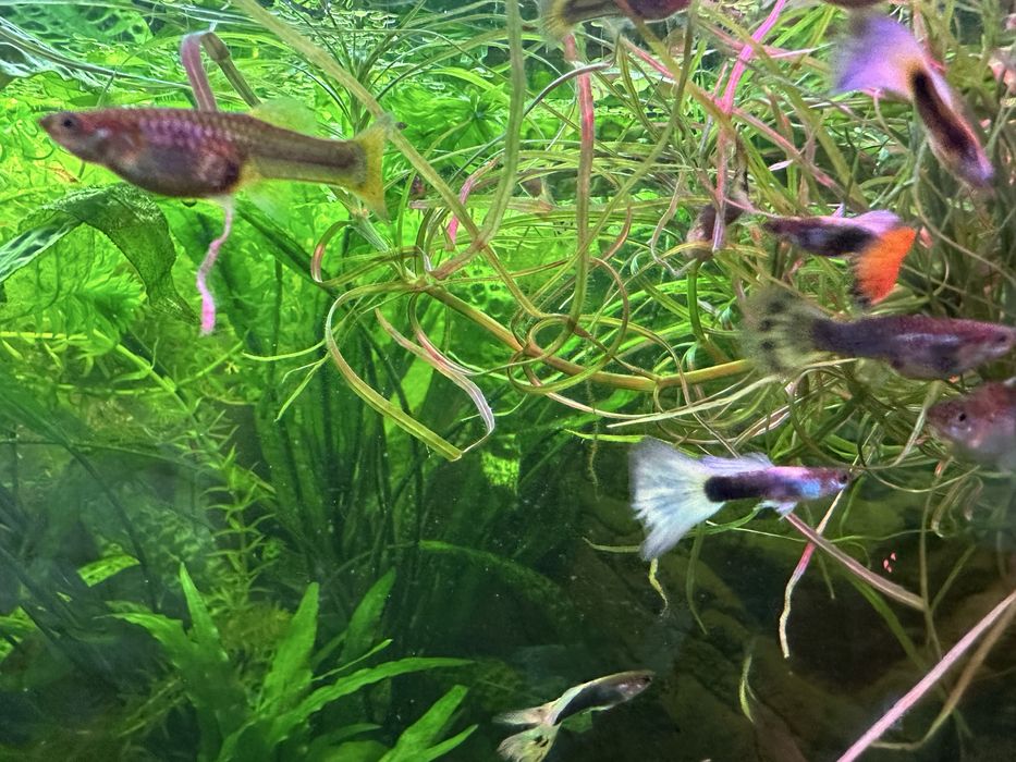 Rybki gupika kilka rodzai,molinezje czarne.Krewetki red i glonojady.
