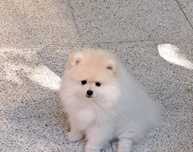 Szpic miniaturowy Pomeranian piesek
