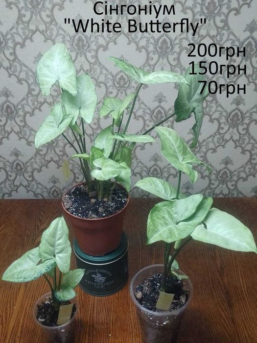 Колекційні, сортові сингоніуми.