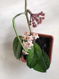 Цветок комнатный Хойя карноза комнатное растение
