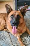 FREDY - Wyjątkowy pies do adopcji,piękny, rasowy, 3 letni , 27/28 kg