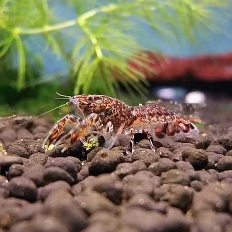 Raczek diminutus - Cambarellus - Rak miniaturowy - dowozimy, wysyłamy
