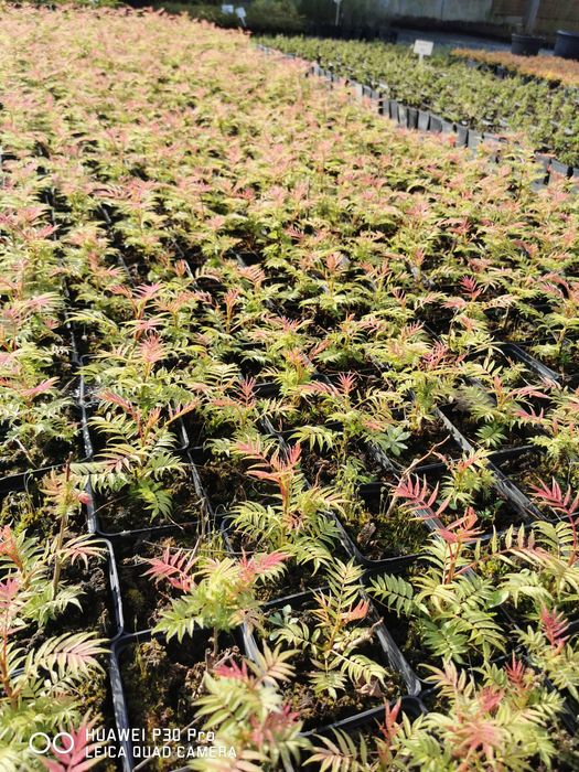 Tawlina Jarzębolistna Sorbaria