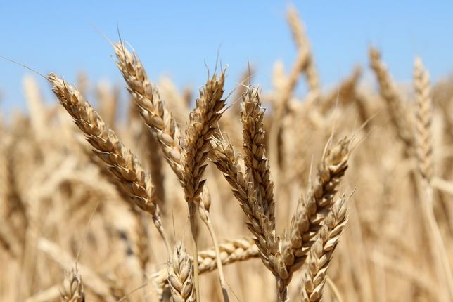 Пшеница домашняя, есть жыто. Не дорого. Есть доставка