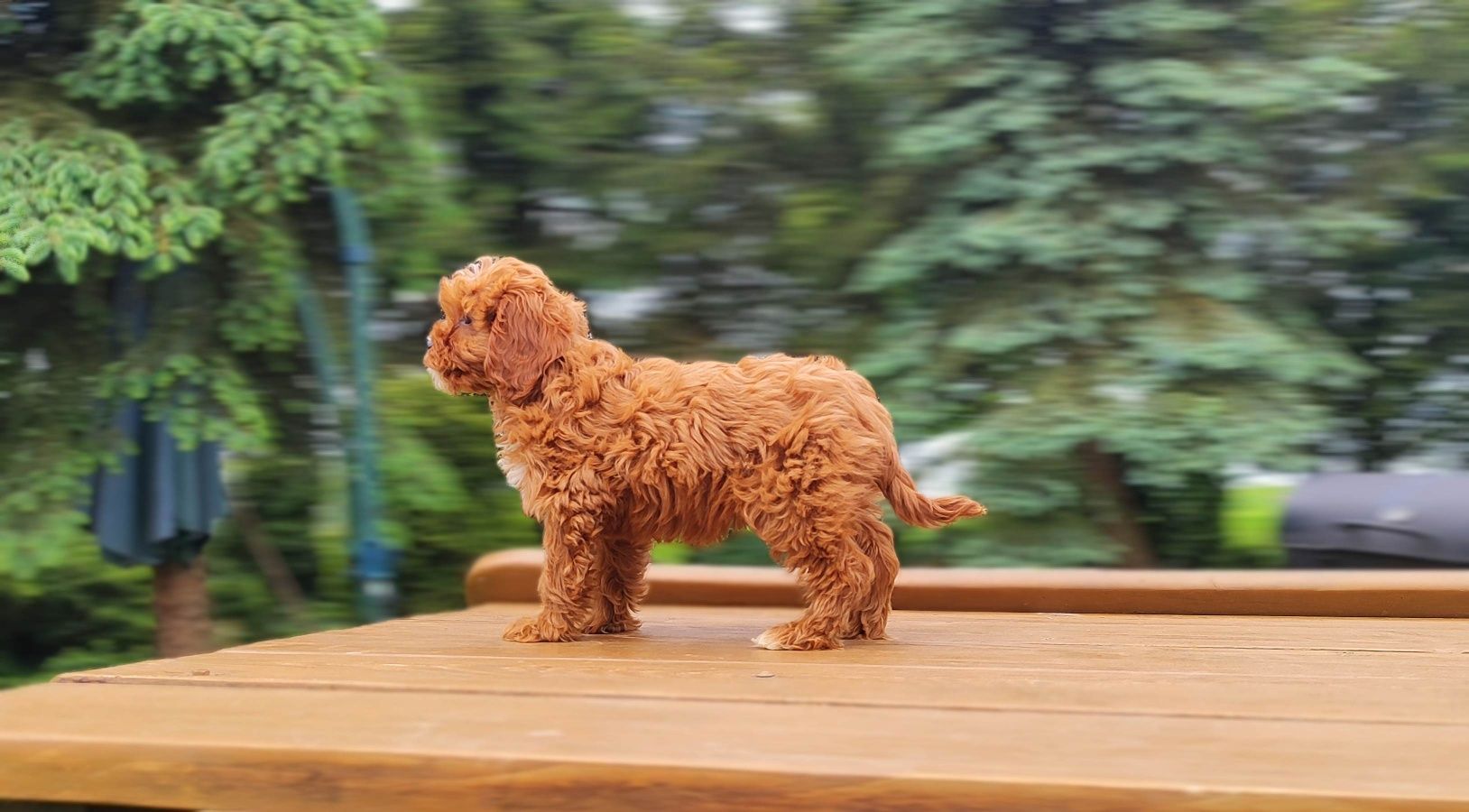 Rodowodowe Urocze Szczenięta Cavapoo  • GOTOWE DO ODBIORU •