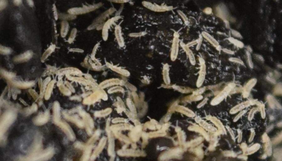 Springtail - Folsomia Candida (Collembola)