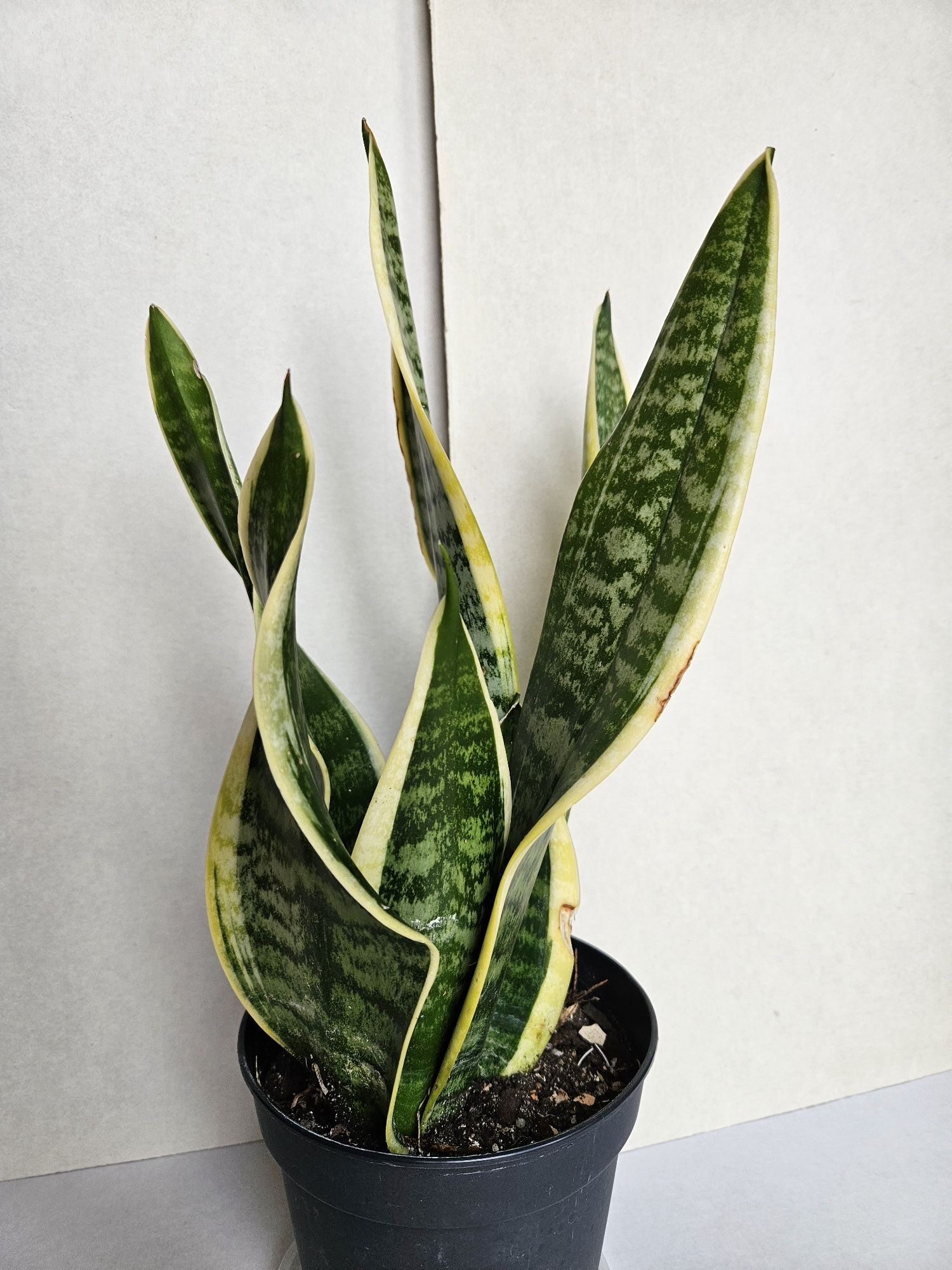 Planta Espada de São Jorge Vaso 14 cm
