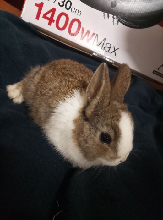 Króliczki miniaturki