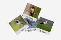 KARTY TRÓJDZIELNE - Ptaki Polski przylatujące wiosną - Montessori