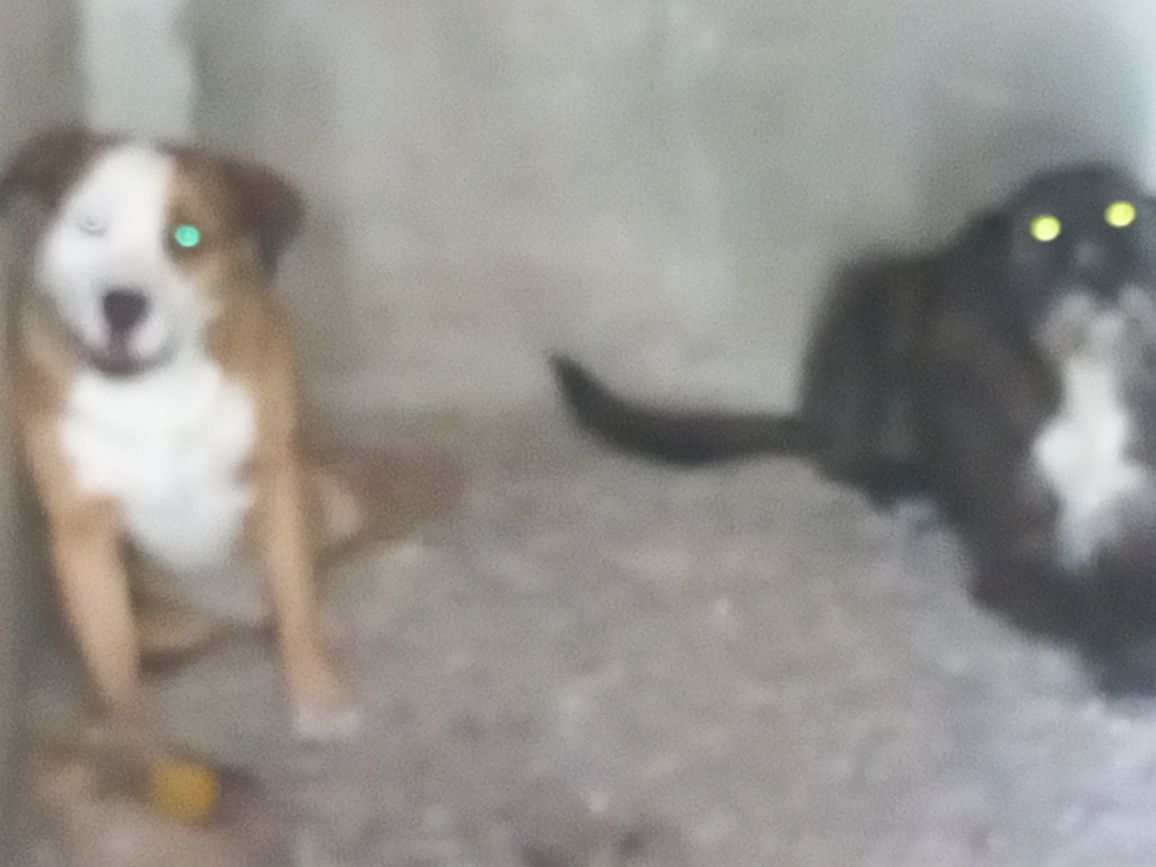 2 cães  para adoção