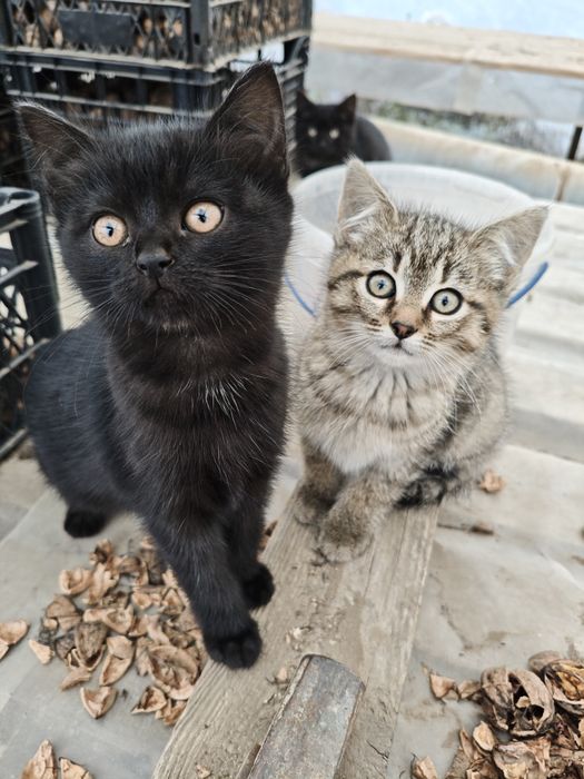 Шотландські кошенята